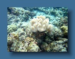 Helengeli 327